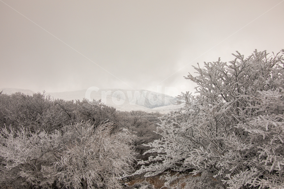 눈,설경,한라산설경,풍경,snow,landscape,1100고지,겨울,계절,winter,season,자연,풍경,nature,landscape,식물,plants,나무,trees,wood,outdoors,옥외,frost,서리