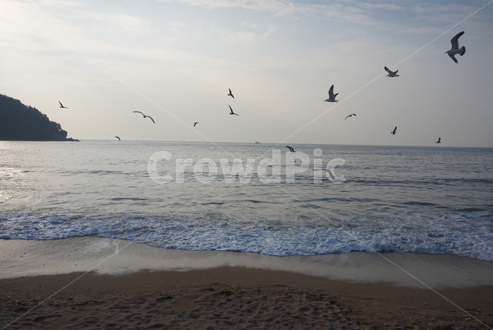갈매기,바다,풍경,해변,휴가,아름다운,겨울,하늘,구름,파도,해변,바다,beach,sea