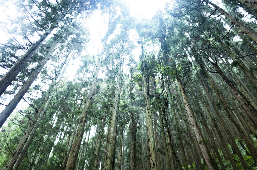 식물,풍경,자연,나무,잎,녹색,하늘,숲,숲속,나무,trees,wood
