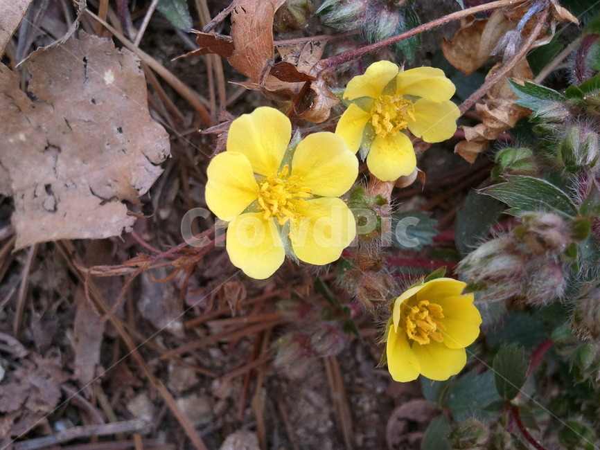 양지꽃,노란색꽃,치자연,만산홍,소시랑개비,식물,자연,plants,nature,꽃,flower