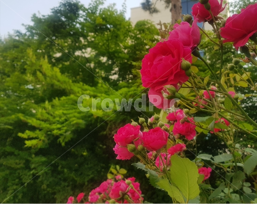 장미,꽃,장미꽃,여름,빨강,초목,빨간장미,푸르름,청량함,열정,야생화,식물,자연,plants,nature,꽃,flower