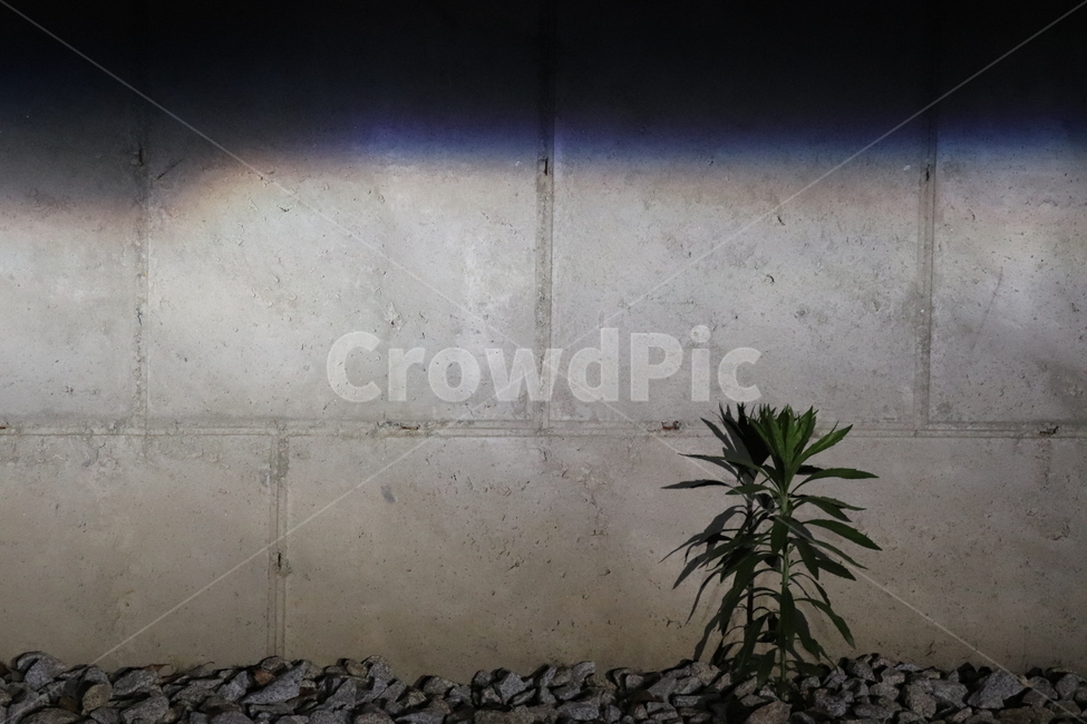 식물,plant,flower,dark,그림자,shadow,꽃,stone,콘크리트벽,노출콘크리트,wall,벽