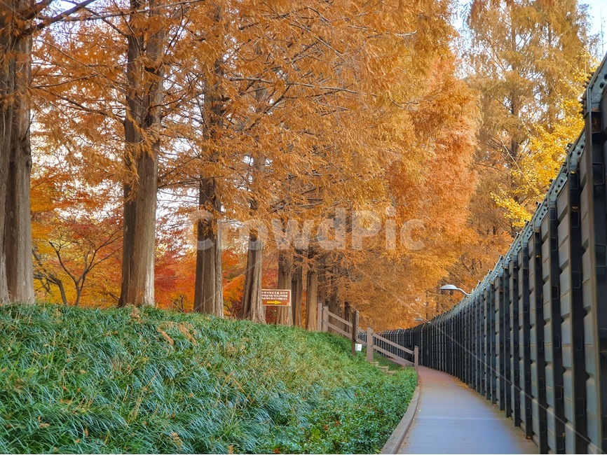나무,식물,단풍,산책,메타세콰이어,tree,plant,통로,가을,fall,maple
