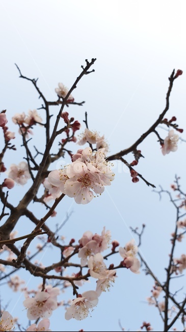 식물,plant,blossom,flower,꽃,매화,봄,spring