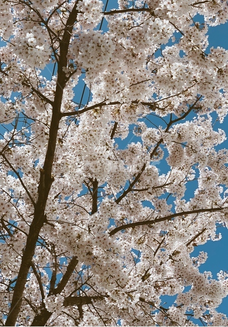 봄,벚꽃,blossom,꽃,flower,식물,자연