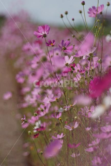 가을,코스모스,꽃,식물,자연,계절,붉은색,핑크,순수,감성,cosmos,red,pink,fall,nature,autumn,green,white,가을,계절,fall,autumn,season,식물,자연,plants,nature,꽃,flower,blossom,geranium,제라늄,plant