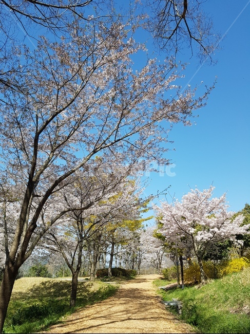 나무,산,풍경,벚꽃,봄,따뜻함,초록,tree,spring,cherryblossoms,landscape,scenery,scene,view,風景,樱花,さくら,桜花,桜