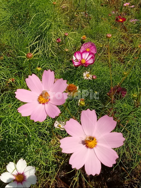 코스모스,꽃,plant,flower,commoncosmos,길국화,꽃잎,가을꽃,식물,자연,plants,nature,꽃,flower