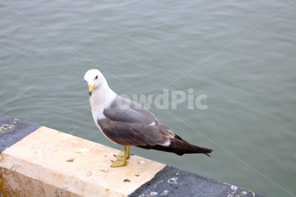 갈매기,새,조류,한강,동물,동물,animal,조류,새,birds