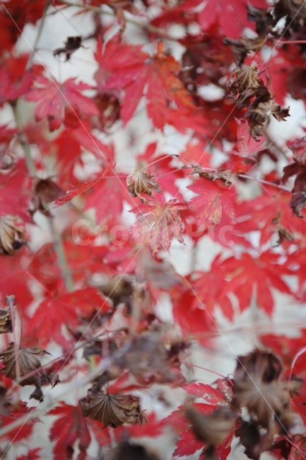 가을,낙엽,단풍,풍경,식물,자연,가을,계절,fall,autumn,season,식물,자연,plants,nature,leaf,잎,plant,tree,나무,bee,벌,invertebrate,무척추 동물,insect,곤충,animal,동물,honey bee,꿀벌
