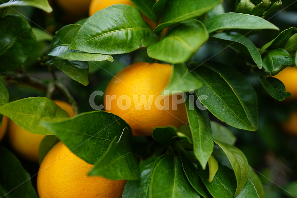 citrusfruit,감귤류과일,음식,fruit,주황색,그레이프프루트,과일,orange,plant,과일,열매,fruit