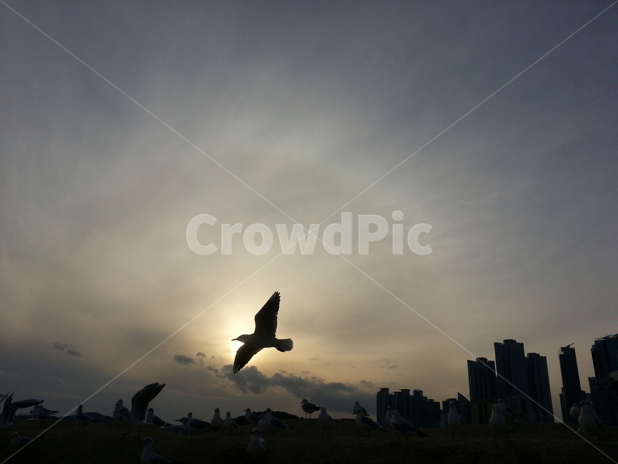 하늘,갈매기,역광,새,sky,동물,animal,조류,새,birds