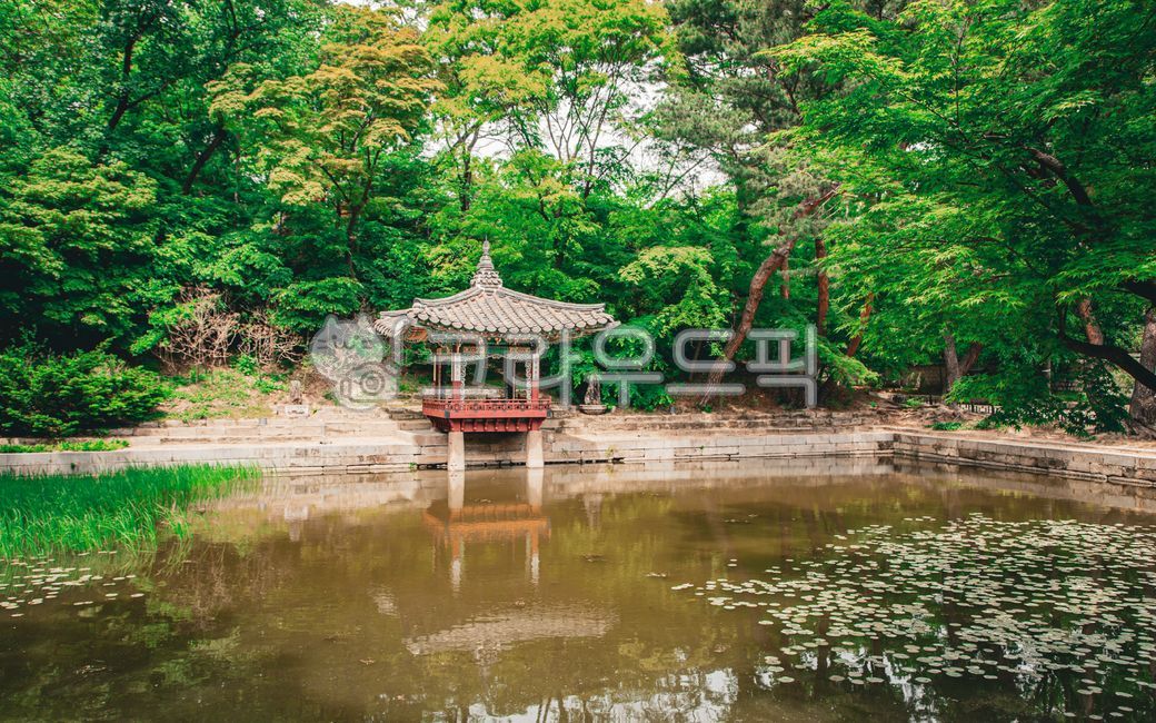 창덕궁,애련정,애련지,후원,문화유산,문화재,유네스코세계문화유산,nature,자연,연못
