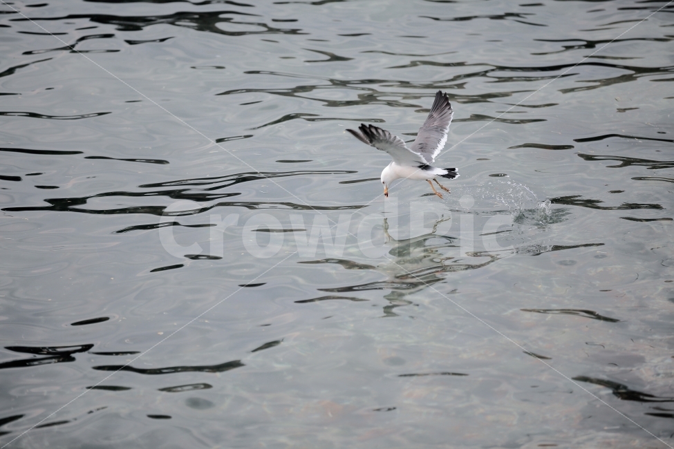 동물,갈매기,사냥,순간포착,바다,animal,hunt,moment,sea,commongull,동물,animal,조류,새,birds