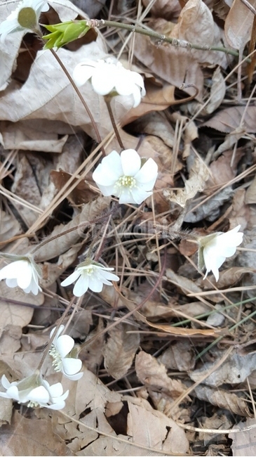 하얀꽃,낙엽,새싹,fallenleaves,sprout