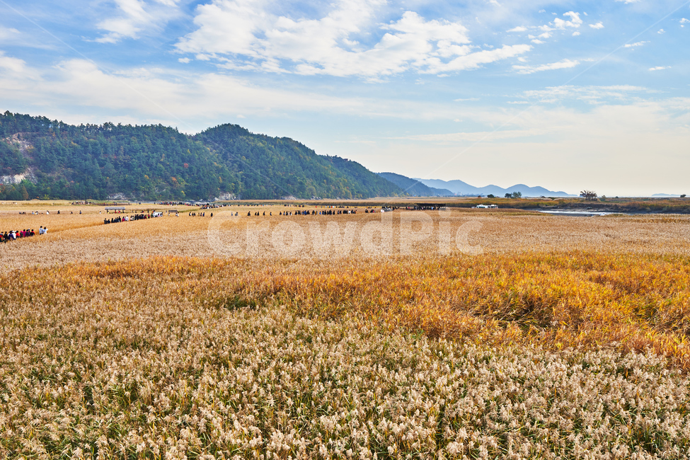 순천만습지,갈대,가을,자연,풍경,순천,순천만,갈대밭,하늘,산,가을,계절,fall,autumn,season,자연,풍경,nature,landscape,outdoors,옥외,field,들,grassland,목초지
