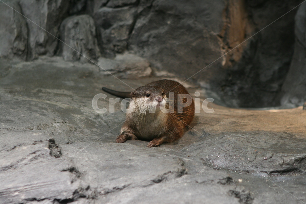 동물,수달,모피동물,포유동물,천연기념물,otter,동물,animal,포유류,mammal