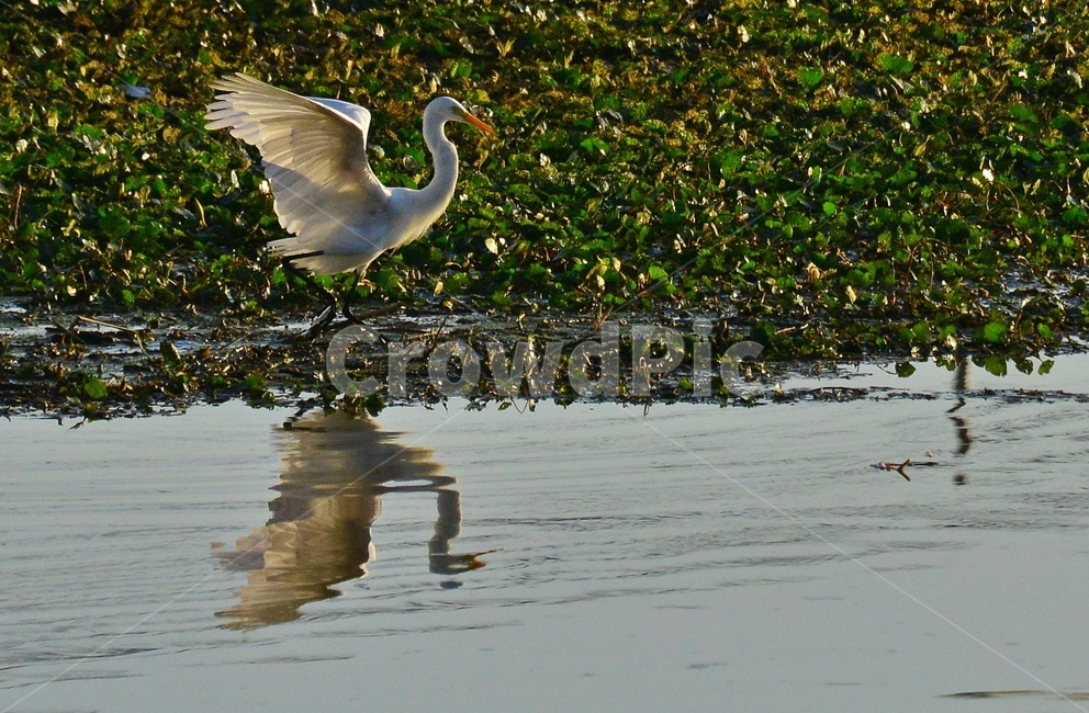 백로,비상,반영,animal,동물,bird,새,stork,황새,waterfowl,물새,동물,animal,조류,새,birds
