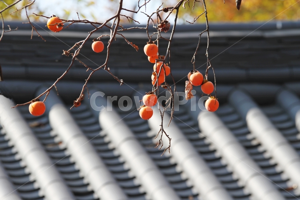 감나무,기와지붕,감,가을사진,단풍잎,감성사진,자연,식물,단풍,가을,계절,fall,autumn,season,한국전통,한국문화,korean traditional,korean culture,식물,자연,plants,nature,과일,열매,fruit,plant,food,음식,persimmon