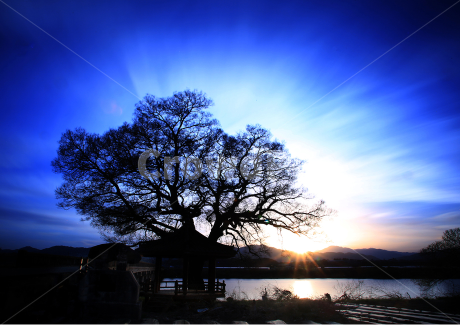 석양,강변의정자,정자나무,거창,풍경,자연,풍경,nature,landscape,한국자연풍경,한국자연경관,korea nature landscape,식물,plants,나무,trees,wood,실루엣,그림자,silhouette,shadow,light,빛,flare,플레어,tree,plant,sunlight,햇빛,outdoors,옥외