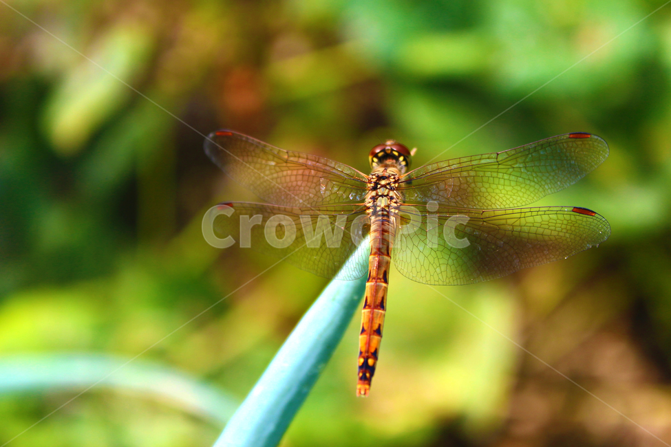 잠자리,날개,곤충,가을,시골,밭,동물,animal,곤충,벌레,insect,bug