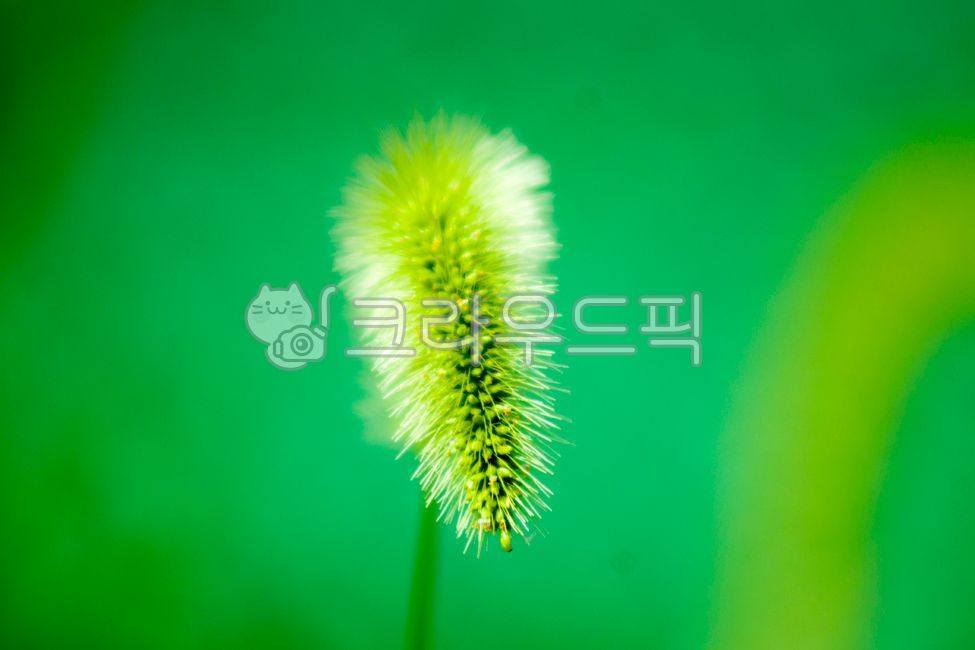 강아지풀, 식물, plant, 풀, 들풀, 사진,이미지,일러스트,캘리그라피 - Nbocrates68작가
