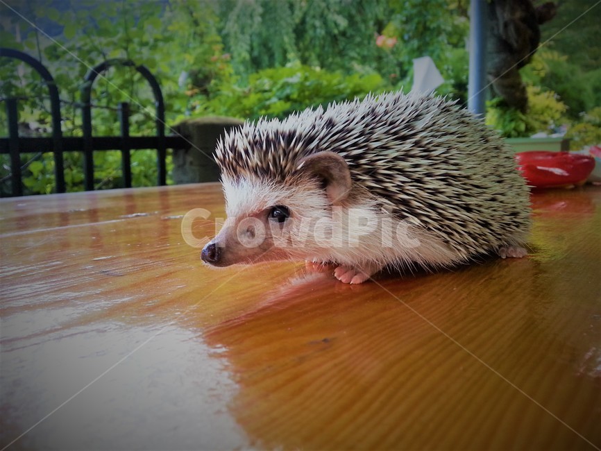 반려동물,애완동물,고슴도치,hedgehog,animal,pet,동물,animal