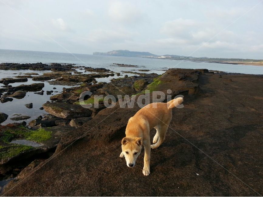 제주도,바다,바위,강아지,풍경,자연,풍경,nature,landscape,제주도,jeju,jeju island,동물,animal,포유류,mammal,개,강아지,dog,doggy,water,물,outdoors,옥외,ocean,대양,sea,shoreline,해안선,land,땅,canine,송곳니,pet,착한 애,promontory,곶