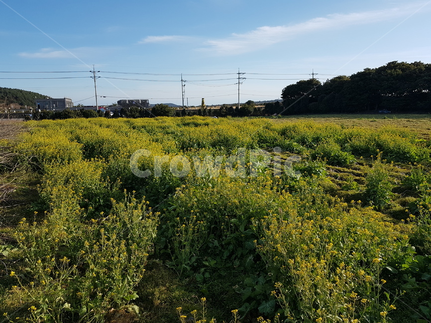 grassland,field,들,outdoors,옥외,nature,자연,countryside,한지방,meadow,목초지,rural,농촌,farm,농장,제주도,가을,자연,풍경,nature,landscape