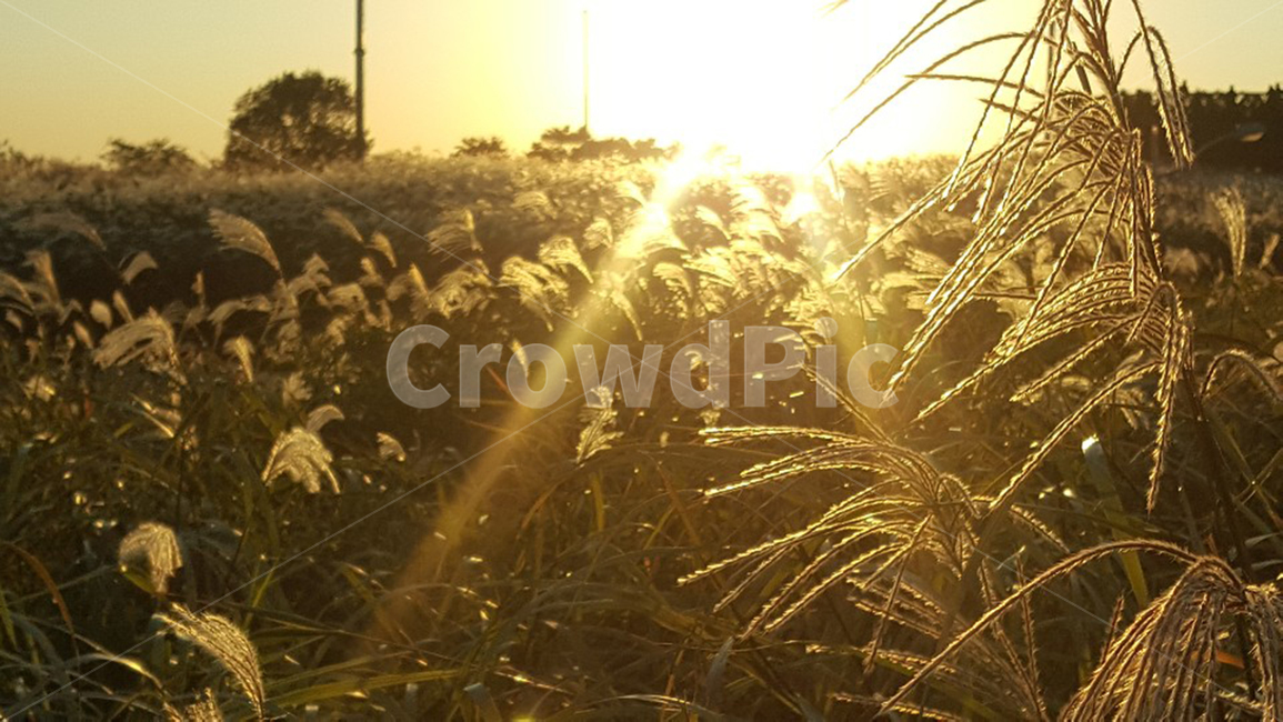 가을풍경,갈대밭,해질녘,노을,풍경,자연풍경,빛,햇빛,자연,풍경,nature,landscape