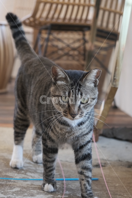 cat,고양이,animal,동물,abyssinian