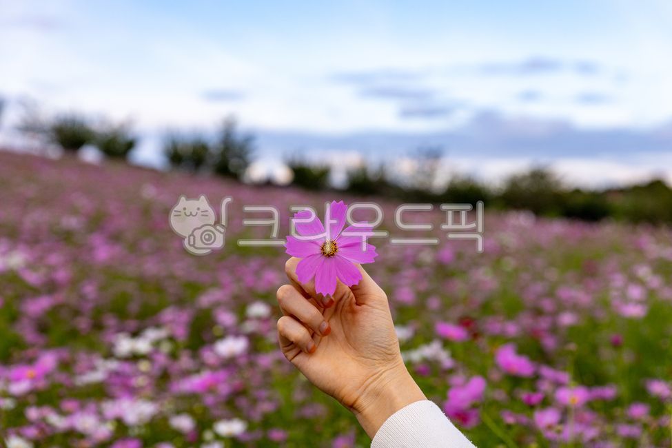 petal,Autumn sensibility,autumn,cosmos,Cosmos,leaf,flower