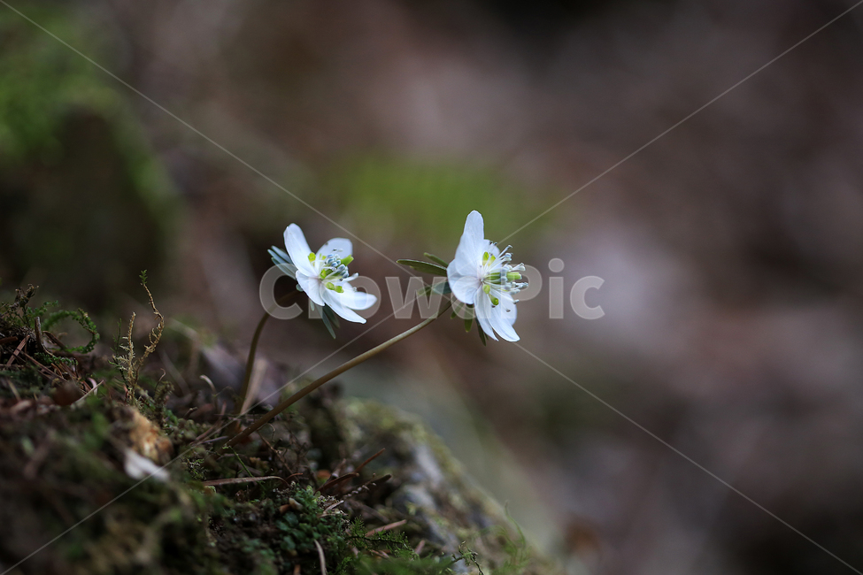 봄,꽃,야생화,변산바람꽃,바람꽃,산,spring,flower,wildflower,windflower,봄,계절,spring,season,식물,자연,plants,nature,꽃,flower,plant