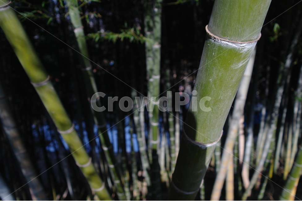 대나무,녹색,자연,접사,풍경,식물,자연,plants,nature,나무,trees,wood