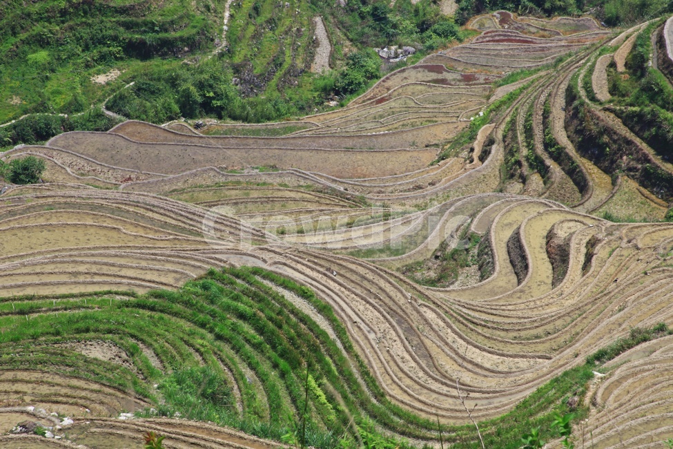 field,들,outdoors,옥외,nature,자연,landscape,경치,scenery,풍경,weather,날씨,중국,계림,금갱다랭이논,다락논,농경지,농업,농사,경작,다랭이논,농업,농사,agriculture,farming,farming industry