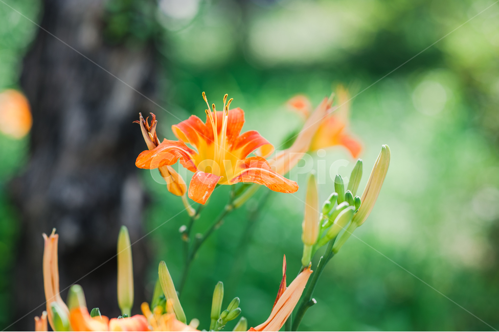 장미,창가,감성,자연광,꽃,꽃다발,생화,식물,자연,plants,nature,꽃,flower