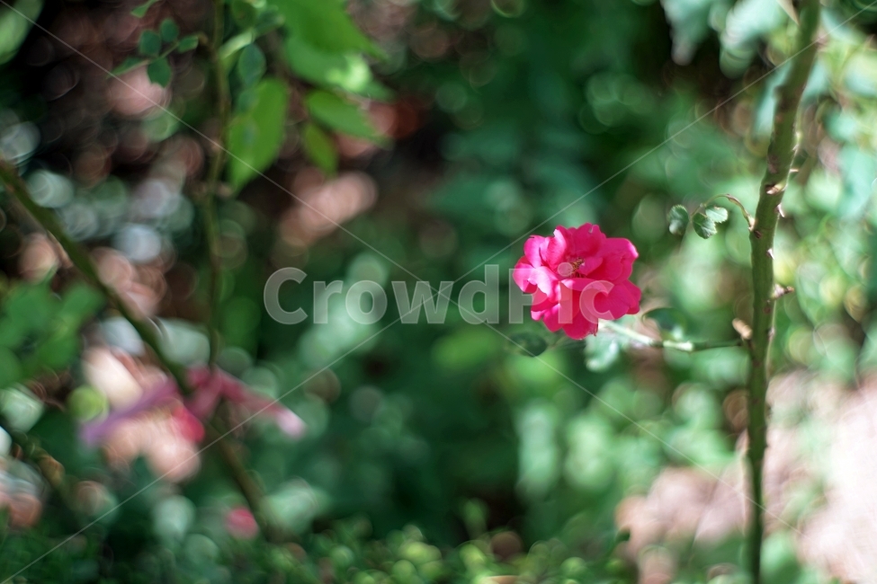 꽃,flower,식,plant,풍경,landscape,봄,spring,계절,season,자연,생동감,fresh,nature,햇살,sunshine,길거리,street,숲,forest,식물,자연,plants,nature,꽃,flower