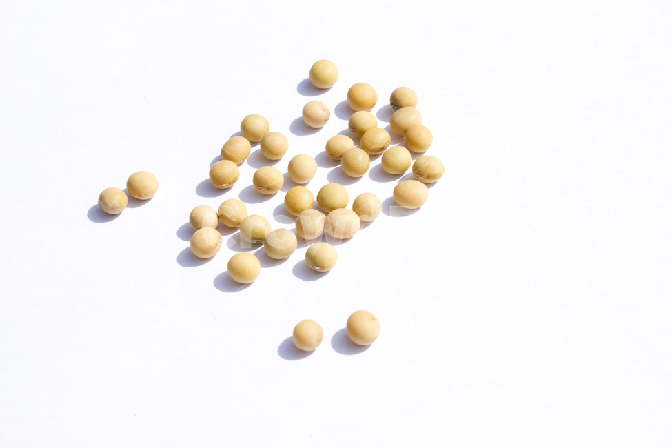 식재료,vegetable,갈색,브라운,곡류,곡식,음식,흰배경,모아놓은,모으기,농작물,음식재료,콩류,모아둔,자연,메주콩,soybean,soy,bean,식물,열매,많은,다수,콩,음식,식재료,요리,food,cook,meal,dishes,food reserves,곡류,곡식,cereals