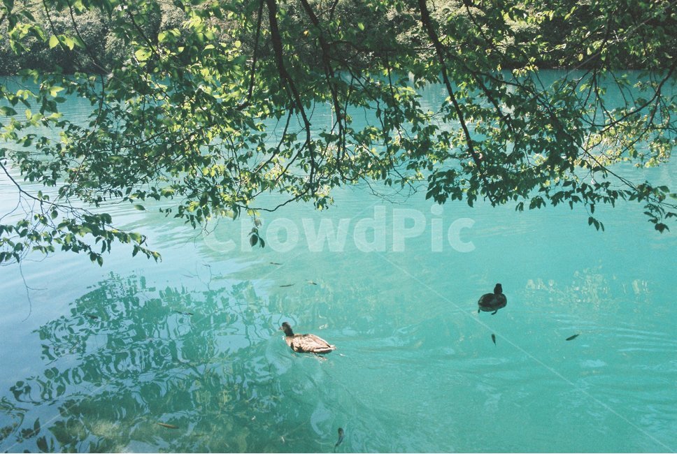 bird,새,waterfowl,물새,animal,동물,물,자연,오리