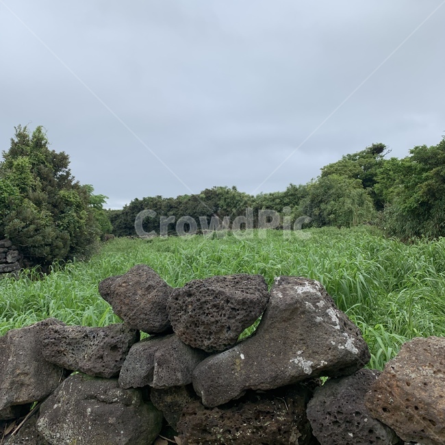 제주도,제주,돌담,돌담길,올레길