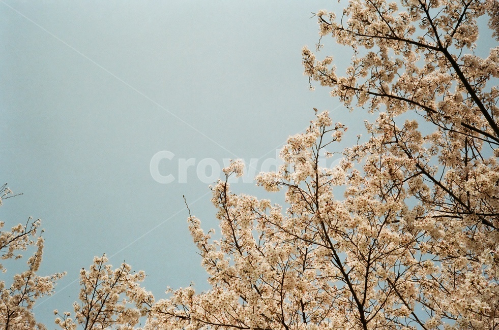 봄,벚꽃,분위기,색감,필름,꽃,하늘,spring,blossom,flower,sky,필름색감,봄,계절,spring,season,plant,식물