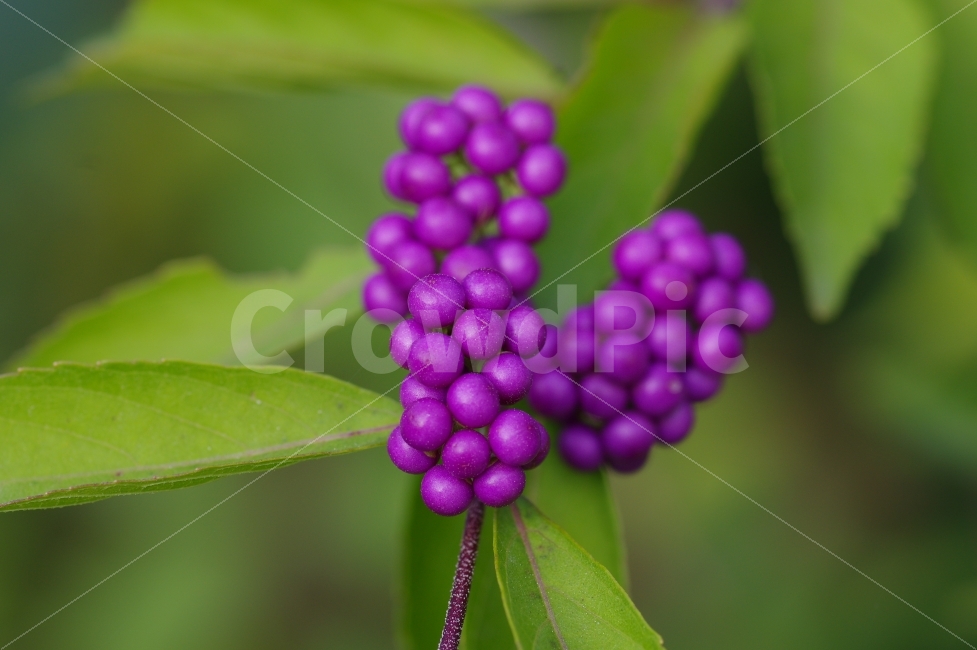 좀작살나무,좀작살나무열매,정원수,나무열매,작살나무,식물,자연,plants,nature,음식,식재료,요리,food,cook,meal,dishes,food reserves,과일,열매,fruit