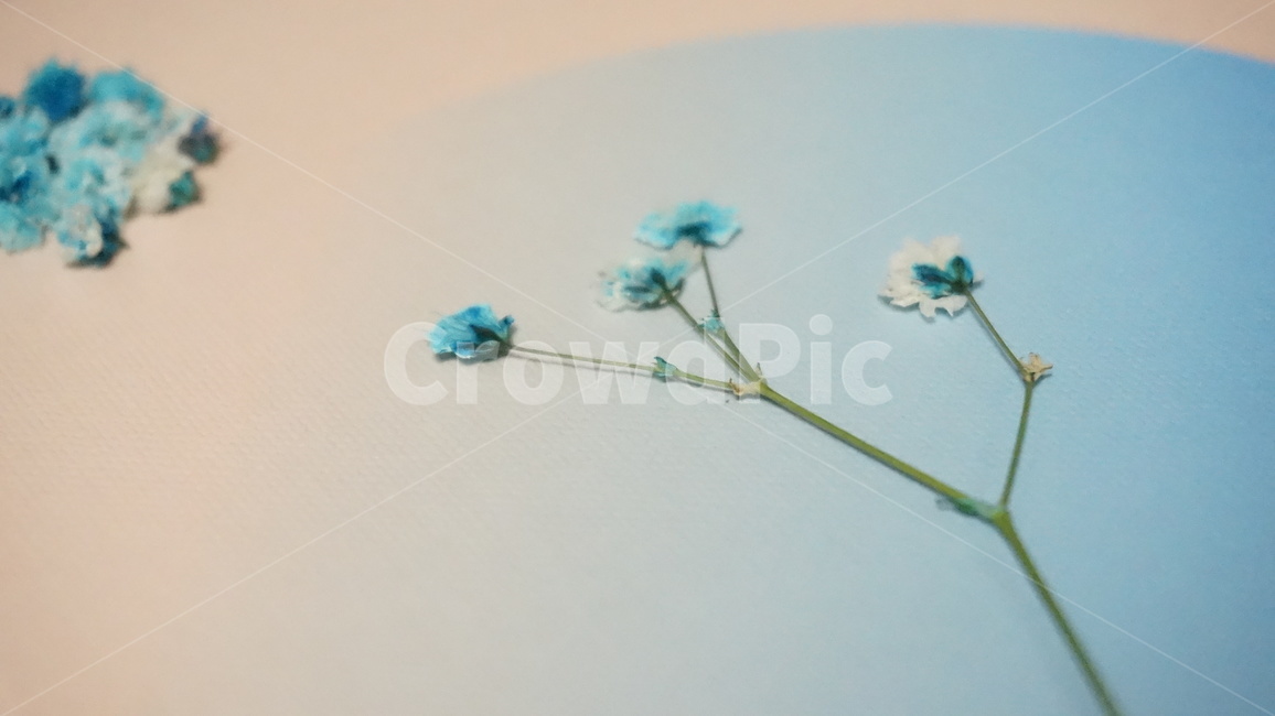 꽃,안개꽃,블루,파란꽃,압화,flower,foggyflower,blue,blueflower,pressedflower,꽃,flower
