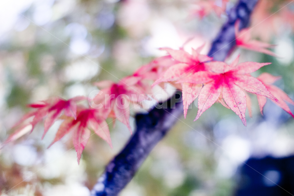 단풍,단풍나무,단풍잎,가을,물듬,그림,낙엽,붉음,가을,계절,fall,autumn,season