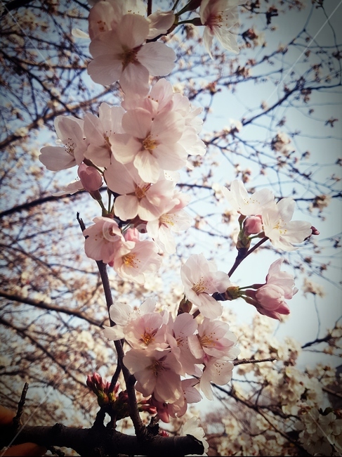 봄,벚꽃,식물,꽃,나무,봄,계절,spring,season,식물,자연,plants,nature,꽃,flower,plant,blossom