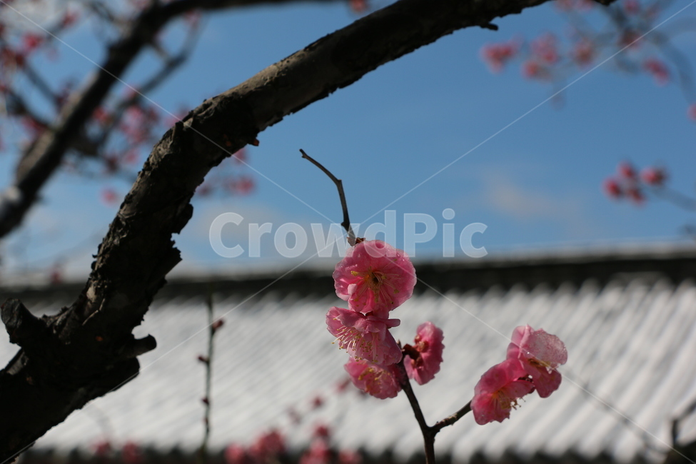 감성,붉은꽃,매화,하늘,한국적인,plant,식물,blossom,꽃,flower,제라늄,geranium,지붕,기와,나무,자연,식물,자연,plants,nature,꽃,flower