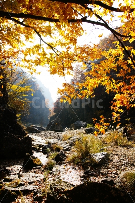 자연풍경,청송,주왕산,절골,단풍,오후햇살,자연,풍경,nature,landscape,가을,계절,fall,autumn,season,plant,식물,leaf,잎,tree,나무