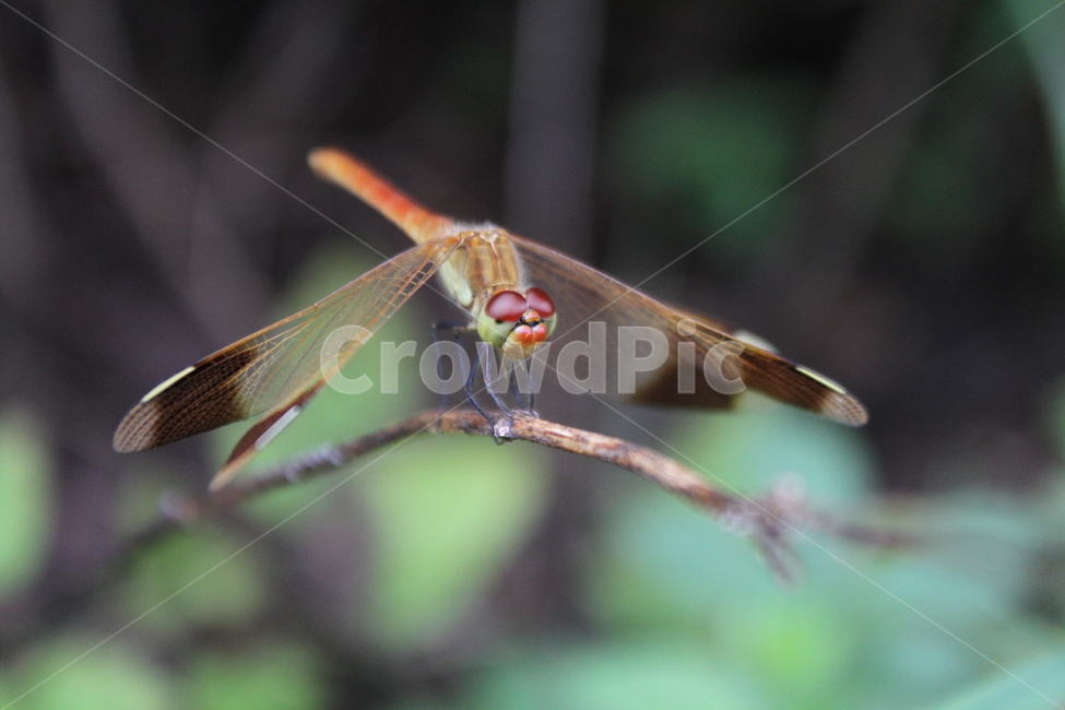 잠자리,고추잠자리,곤충,가을,dragonfly,동물,animal,곤충,벌레,insect,bug