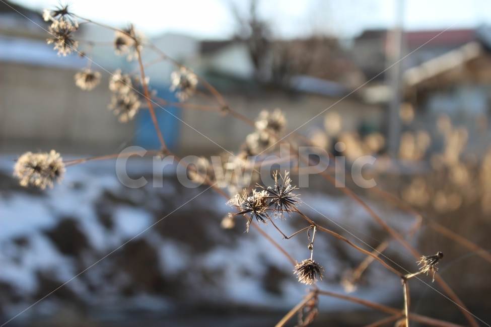 시골,논산,풍경,충청도,충남,갈대,주택,눈,담장,식물,자연,plants,nature