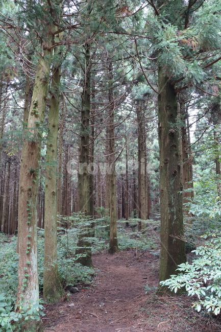 숲,숲길,삼나무,삼나무숲,식물,나무,초목,삼림지,땅,이끼,plant,tree,vegetation,woodland,landnature,자연,풍경,nature,landscape